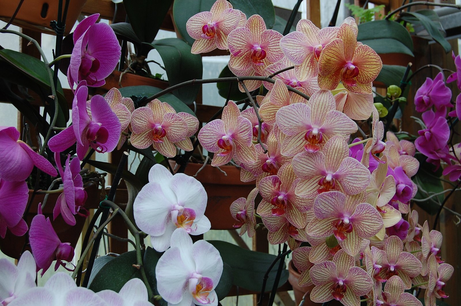 Fuqua Orchid Center conservatory at the Atlanta Botanical Garden