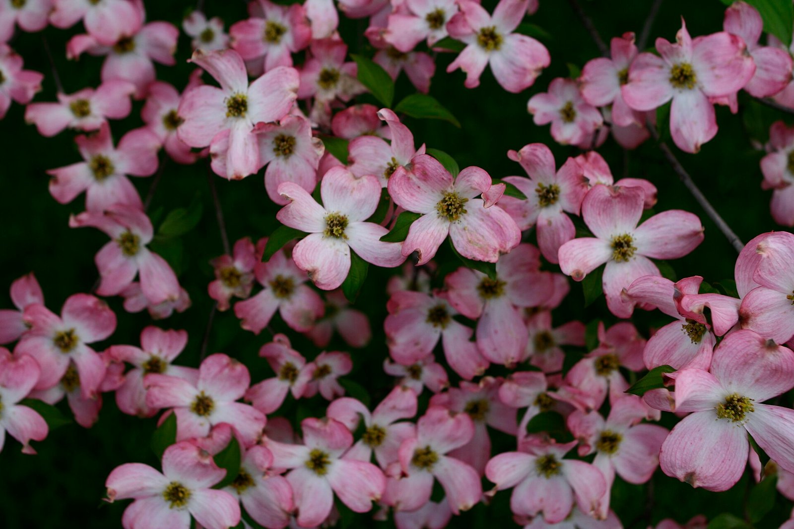 Dogwood trees blooming in Piedmont Park, Atlanta, Georgia