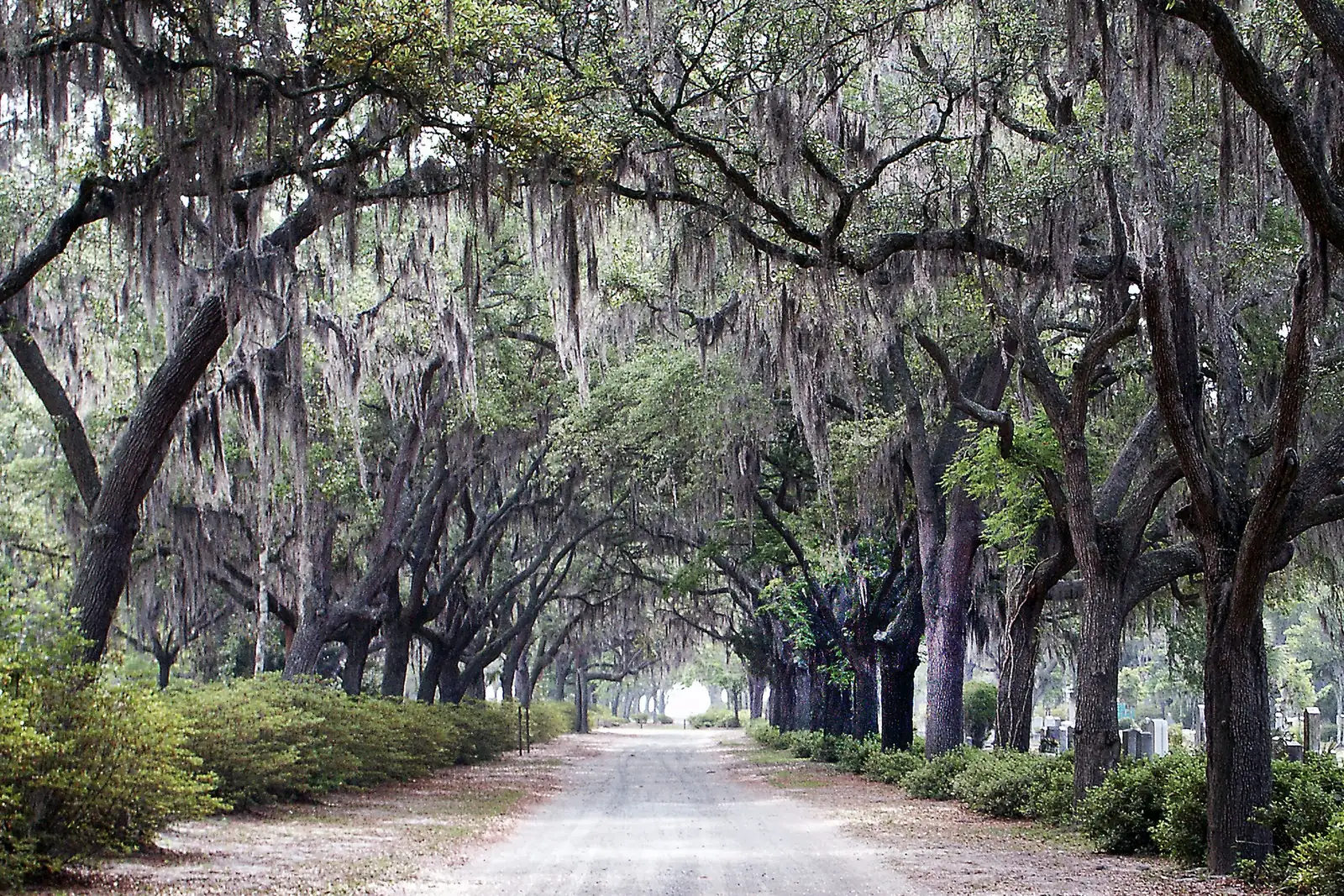 Live oaks draped in Spanish moss over the avenue at Bonaventure Cemetery, Savannah, Georgia