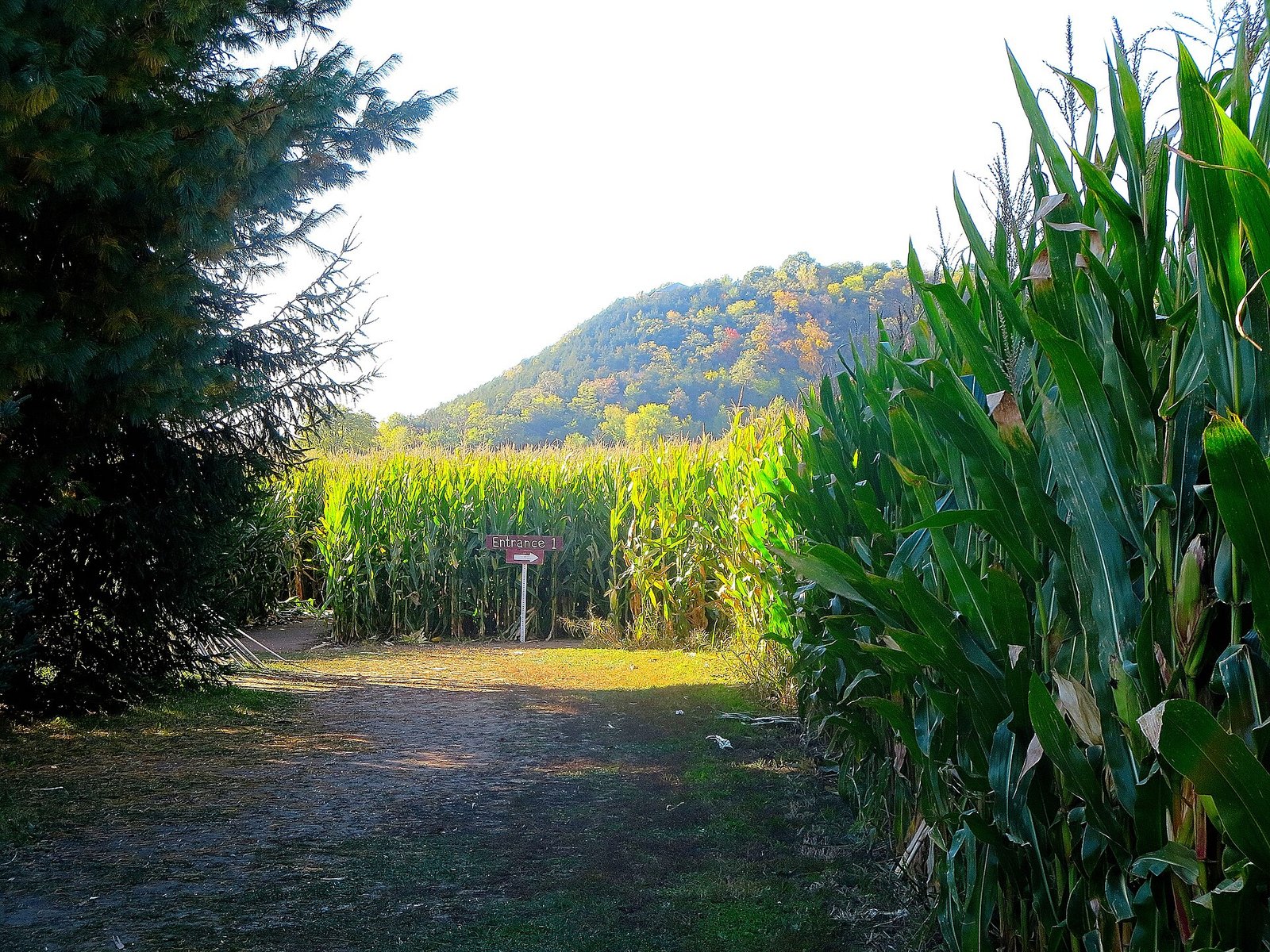 Paths cut through a corn maze