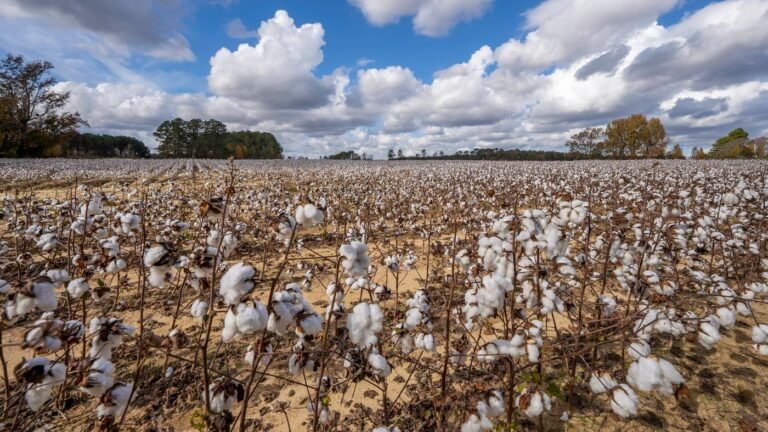 A vast cotton field under a bright blue sky, similar to farmland around Gay, Georgia