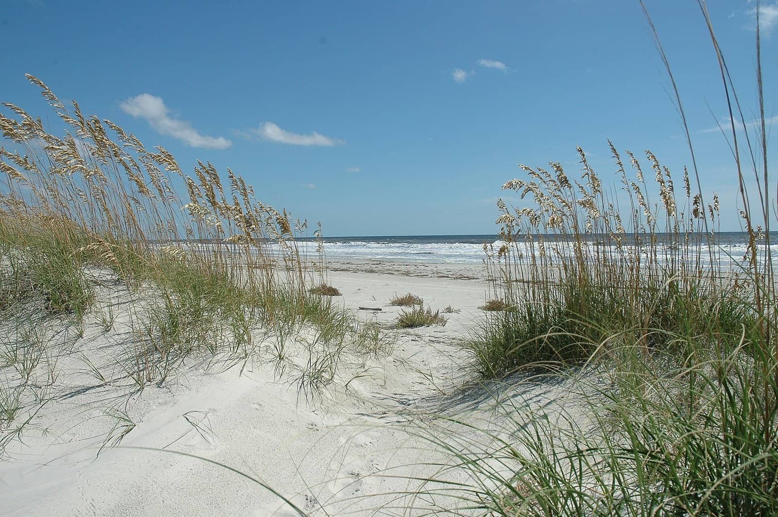 Wild horses on the beach at Cumberland Island National Seashore, Georgia