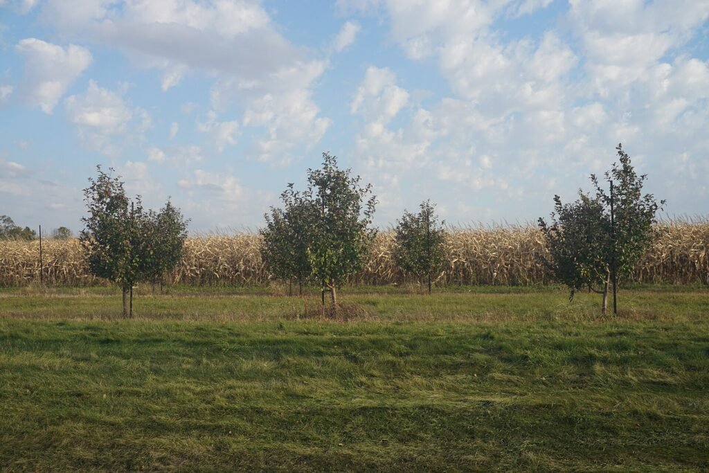 Rows of apple trees at an orchard near Ellijay, Georgia