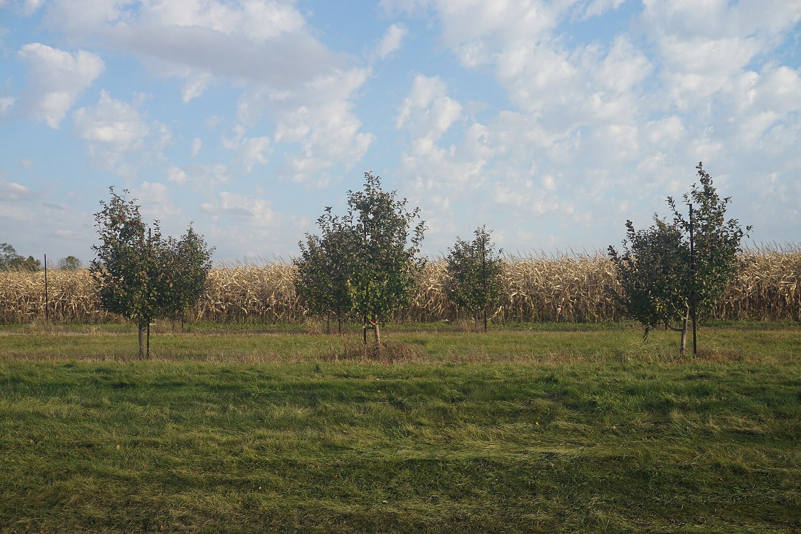 Rows of apple trees at an orchard near Ellijay, Georgia