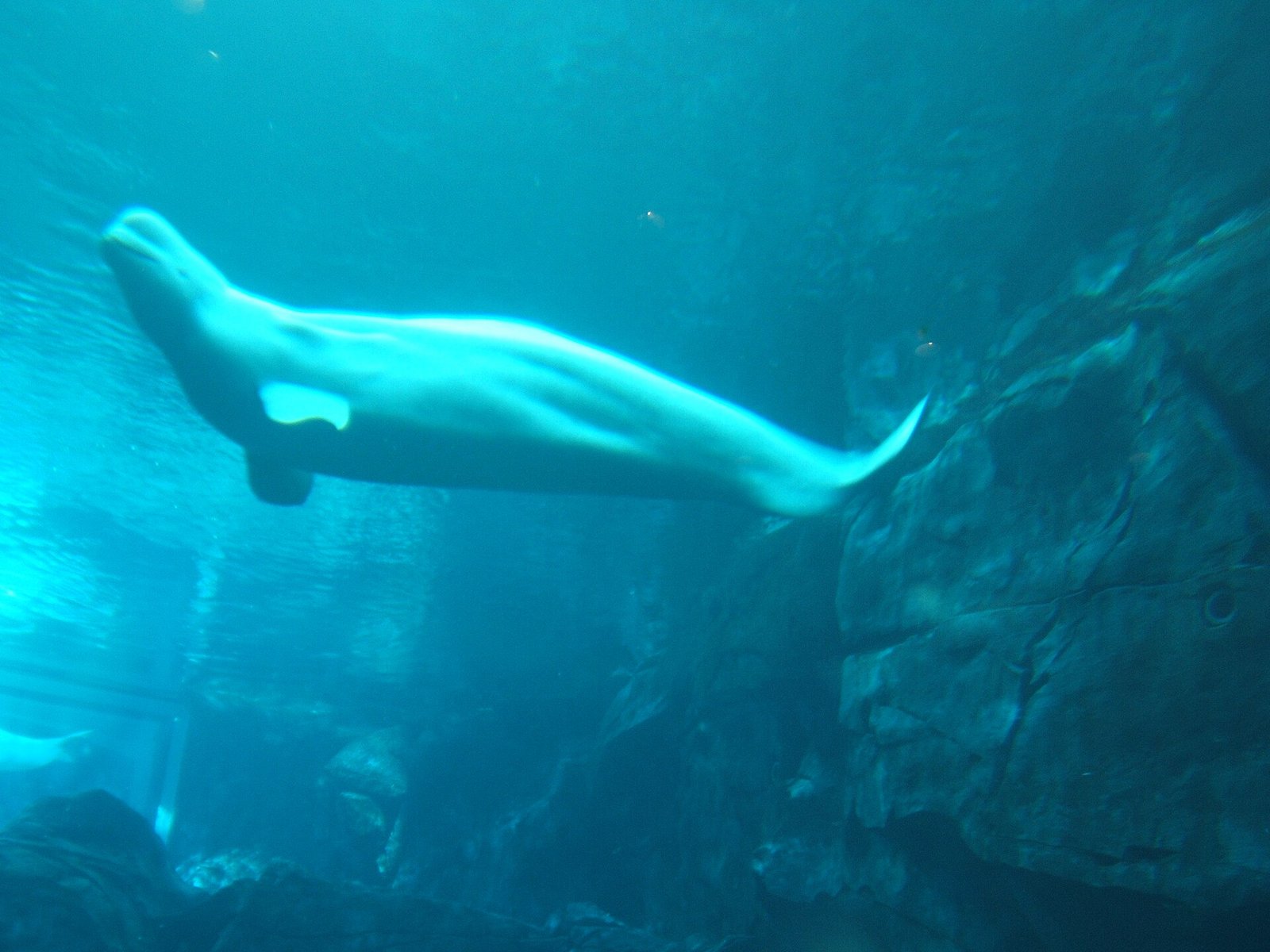 Beluga whale in the Cold Water Quest gallery at Georgia Aquarium