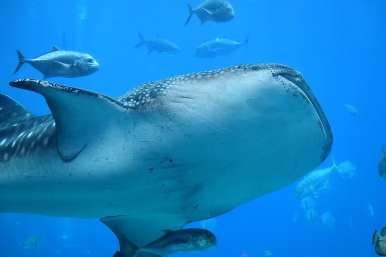 Whale shark swimming in the Ocean Voyager tank at Georgia Aquarium in Atlanta