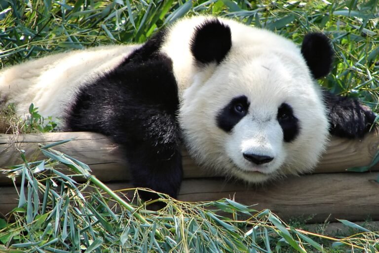 A giant panda at Zoo Atlanta in Grant Park, Atlanta