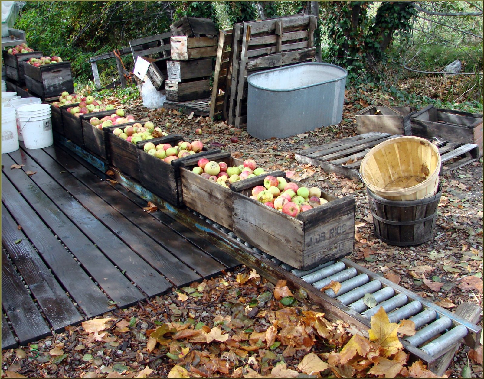 Harvested apples in crates at an orchard