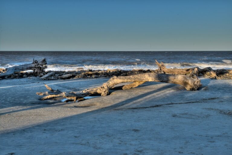 Sun-bleached fallen trees at Driftwood Beach on Jekyll Island