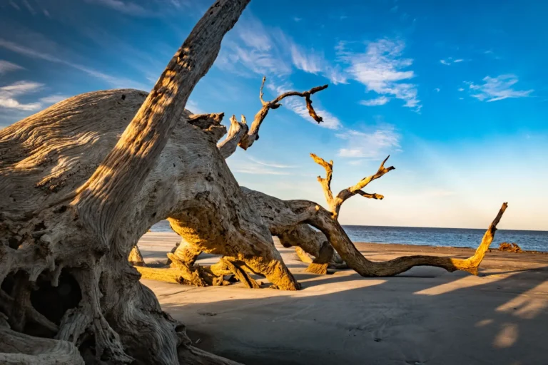 Driftwood trees on the beach at sunset, Jekyll Island, Georgia