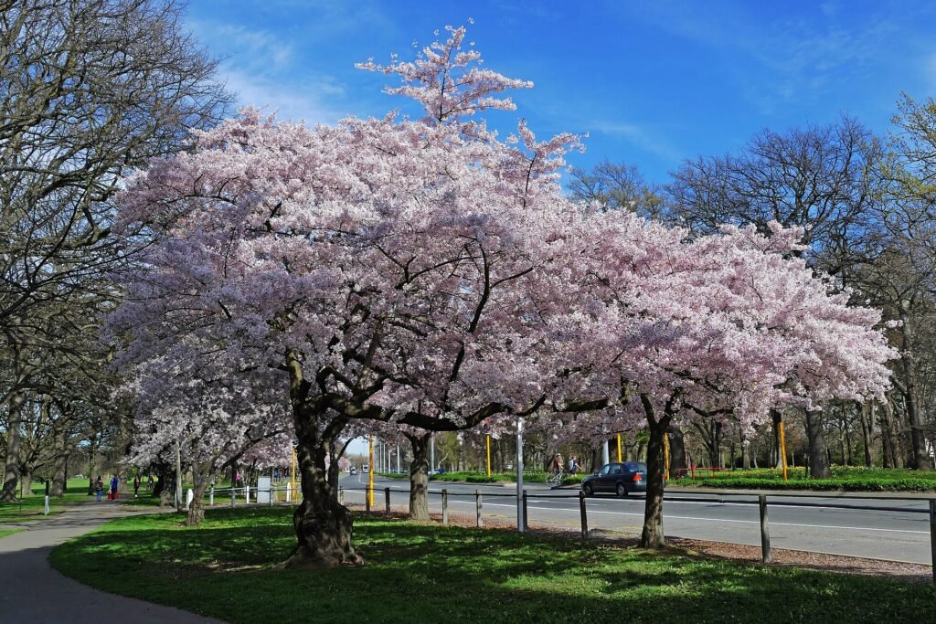 Pink Yoshino cherry blossom trees in bloom along a street in Macon, Georgia