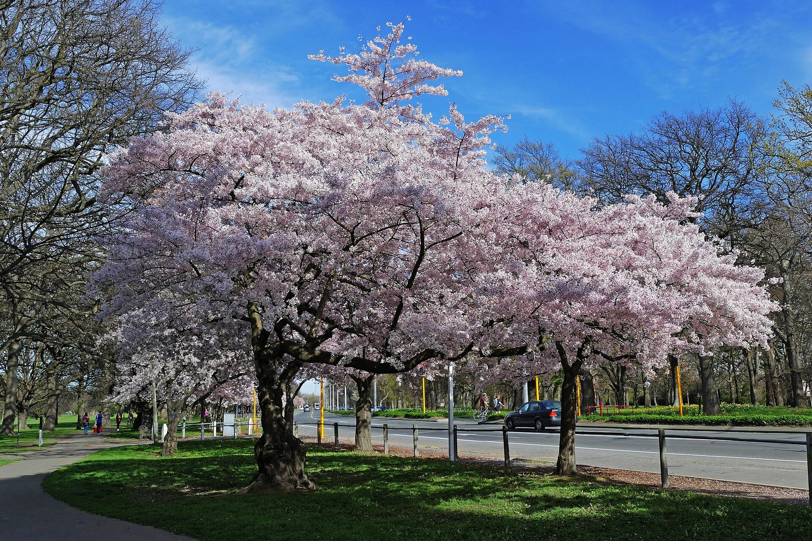 Pink Yoshino cherry blossom trees in bloom along a street in Macon, Georgia