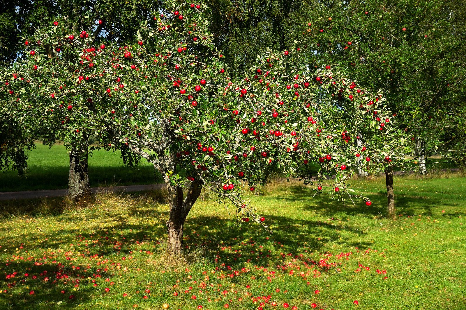 Ripe red apples ready for u-pick at a North Georgia orchard