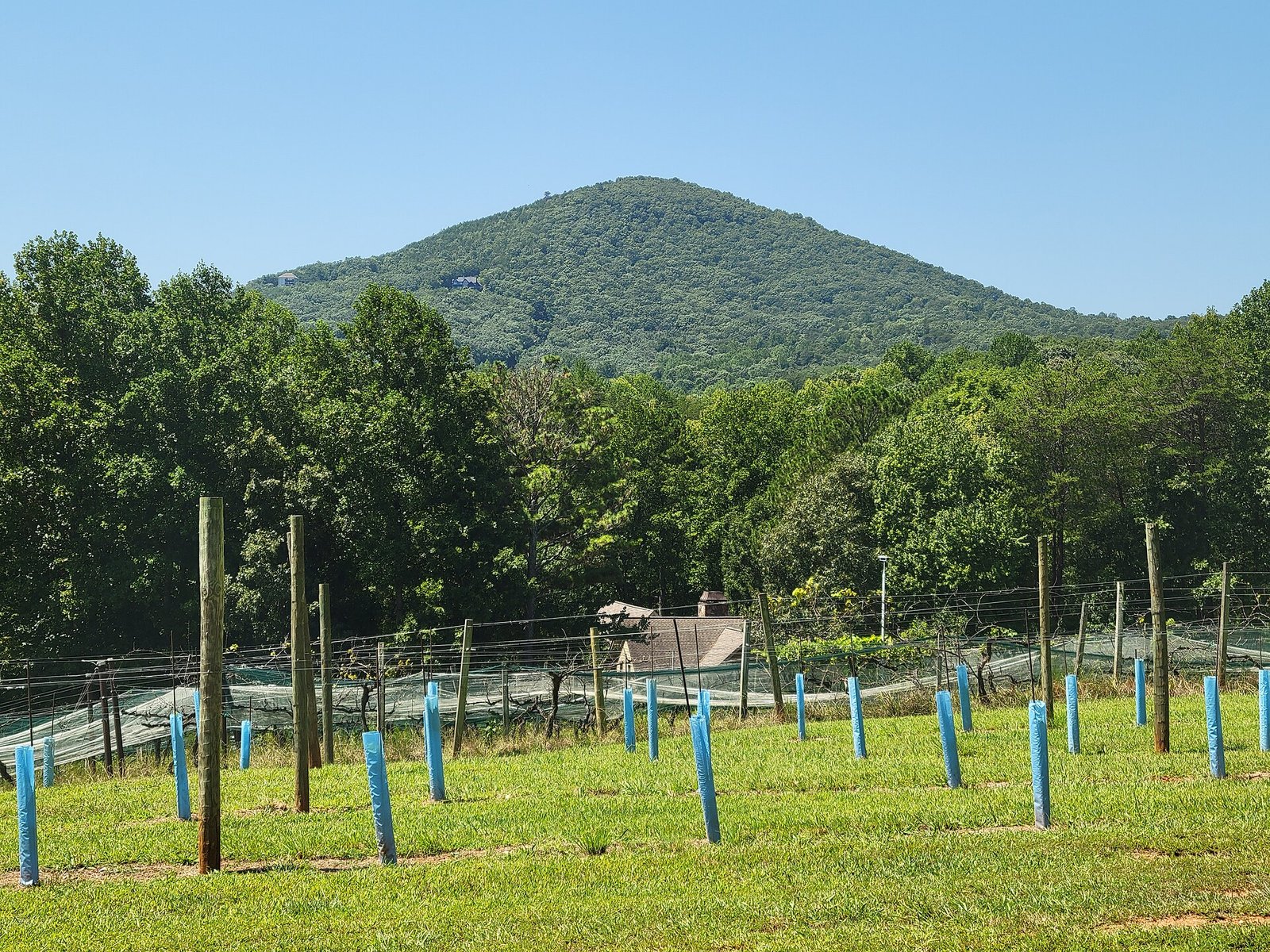North Georgia vineyard rows with mountain views near Dahlonega