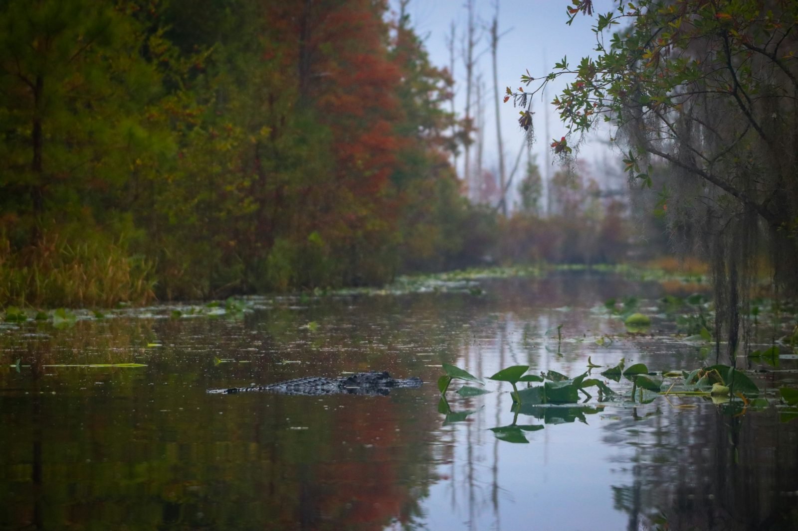 An alligator swimming in a still, tree-lined channel of the Okefenokee Swamp on a misty fall morning