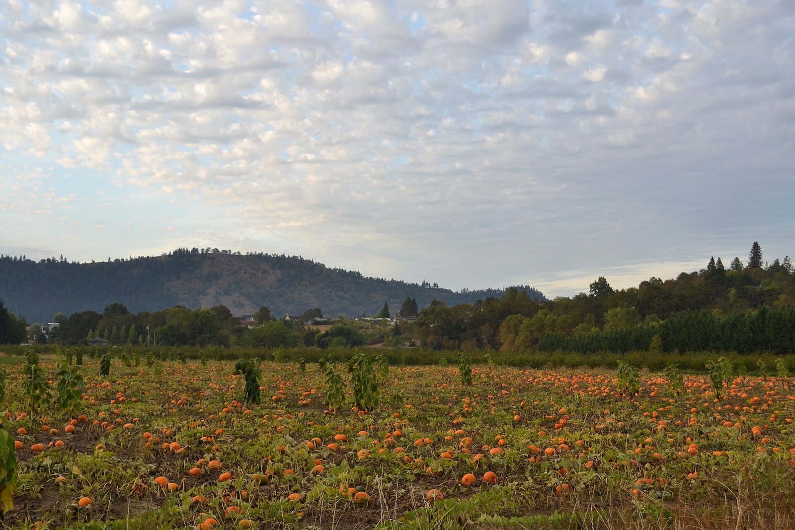 Pumpkins in a field at a pick-your-own pumpkin patch