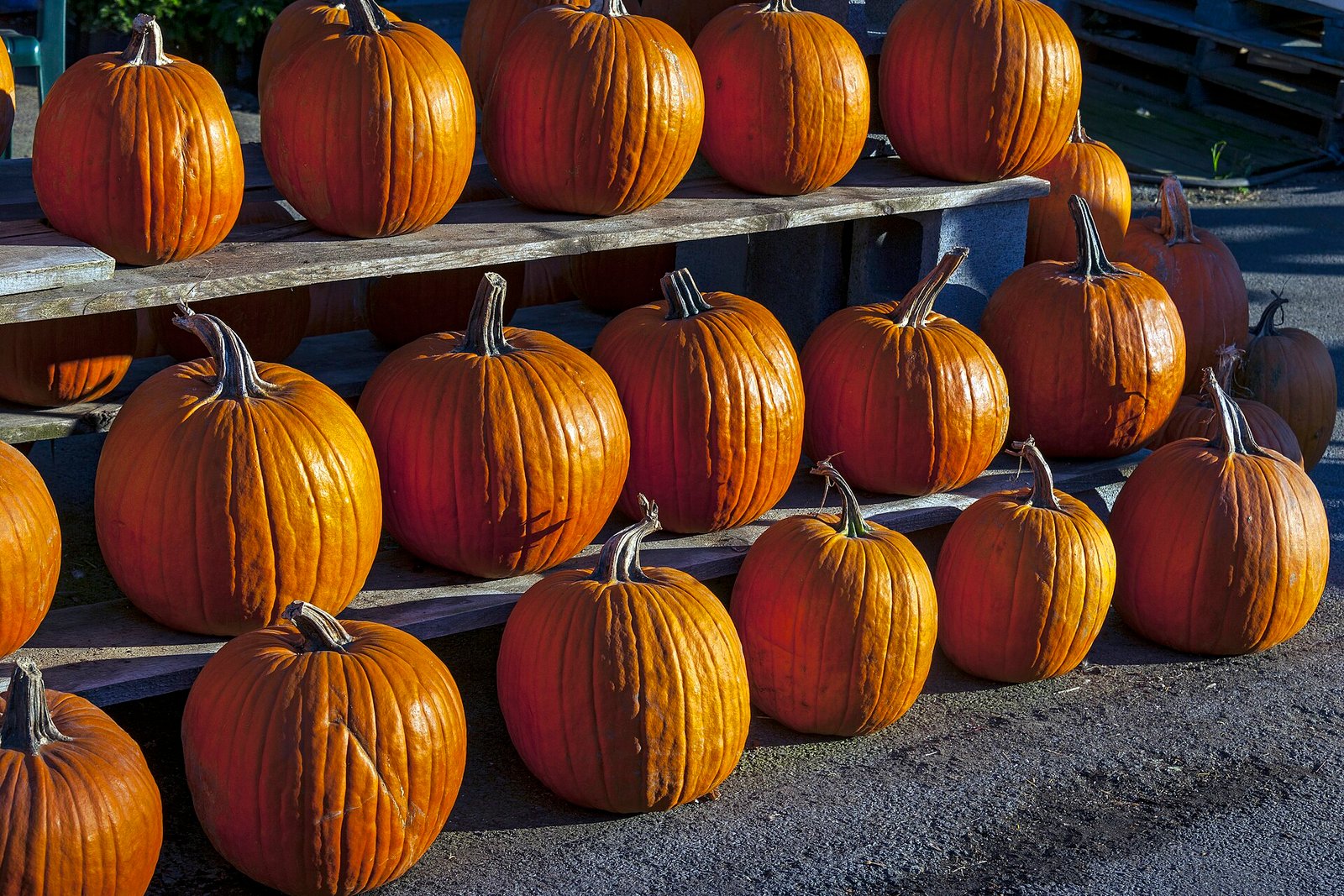 Pumpkins stacked on a rack at a farm stand