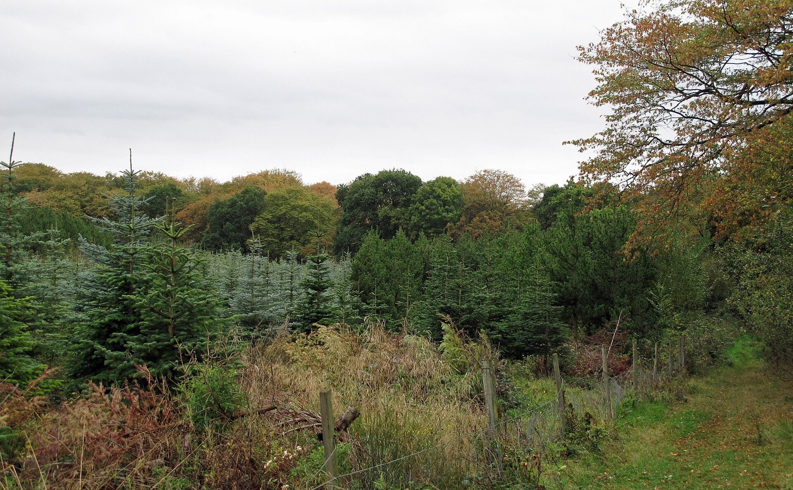 Rows of growing Christmas trees at a plantation
