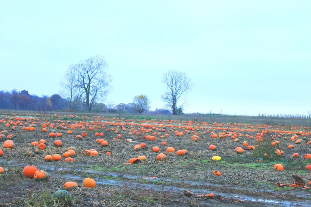 Autumn pumpkin display at Stone Mountain Park in Georgia