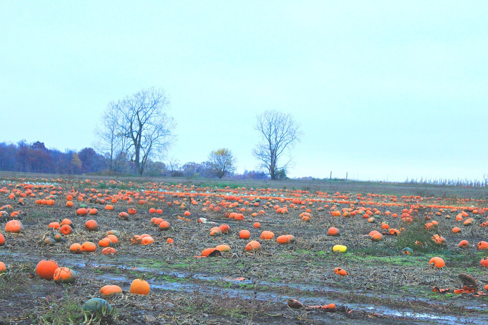 Autumn pumpkin display at Stone Mountain Park in Georgia