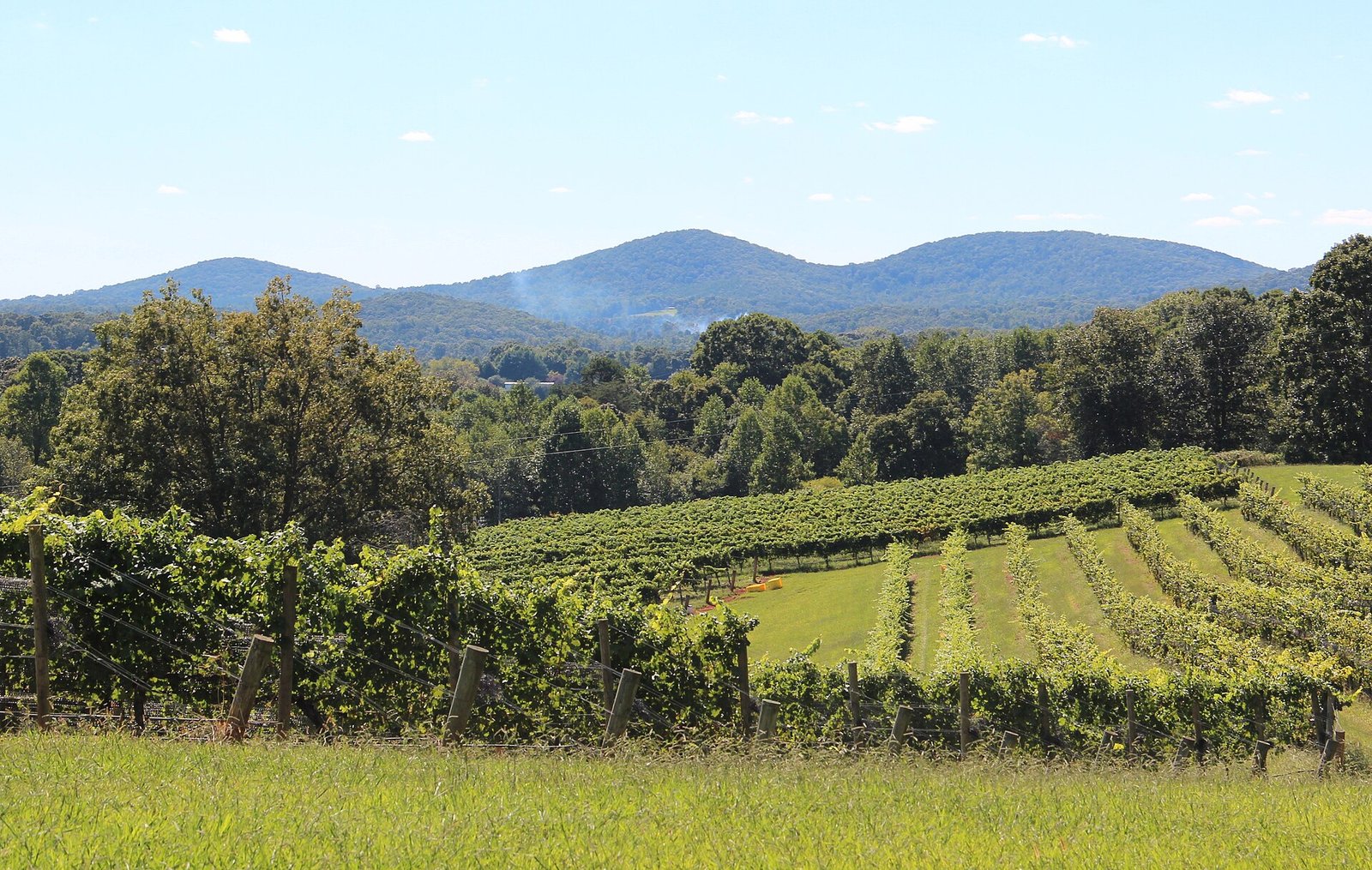 Wolf Mountain Vineyards tasting room and vines in Dahlonega, Georgia