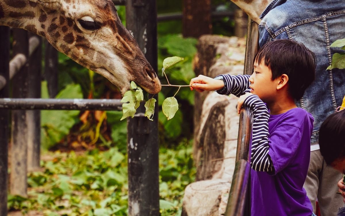 A boy feeding leaves to a giraffe at a zoo