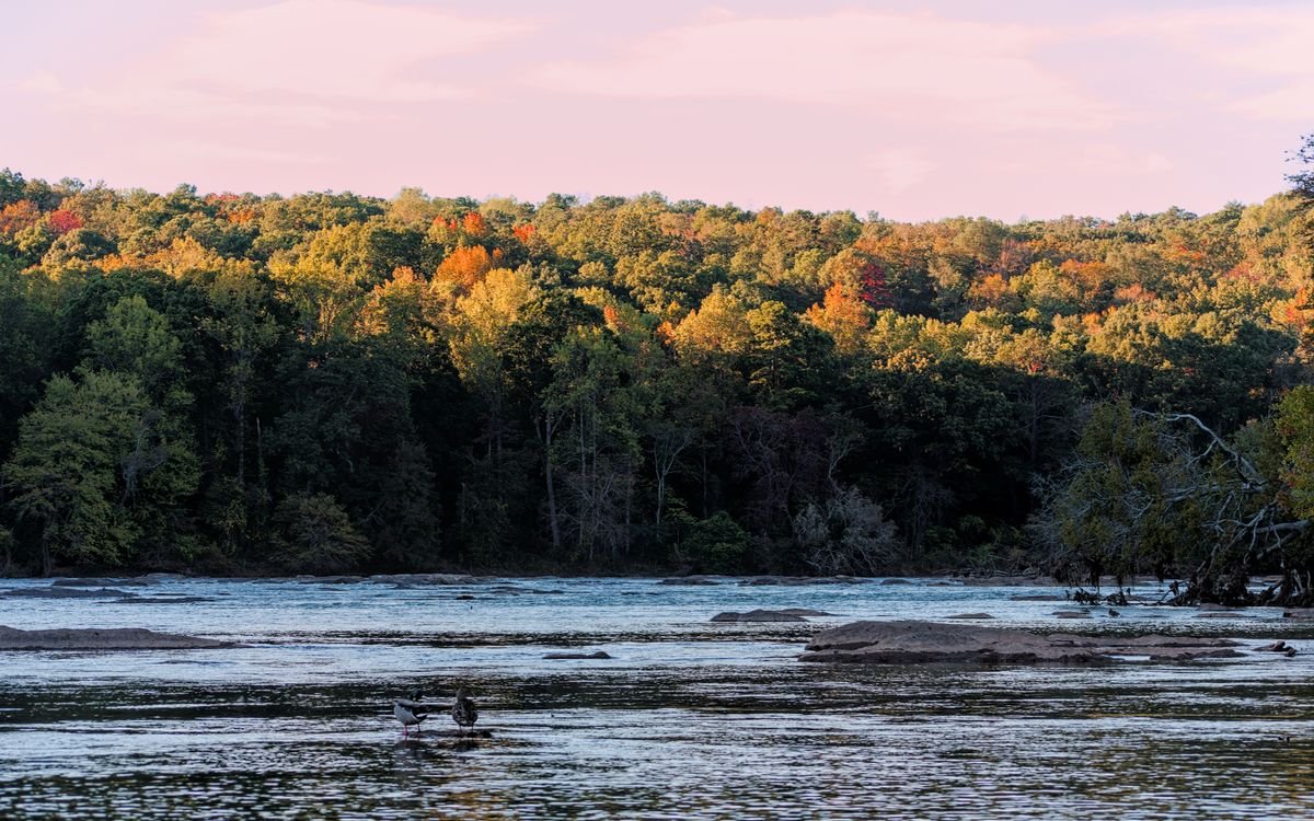 The Chattahoochee River with rocky shoals in front of a forested autumn hillside