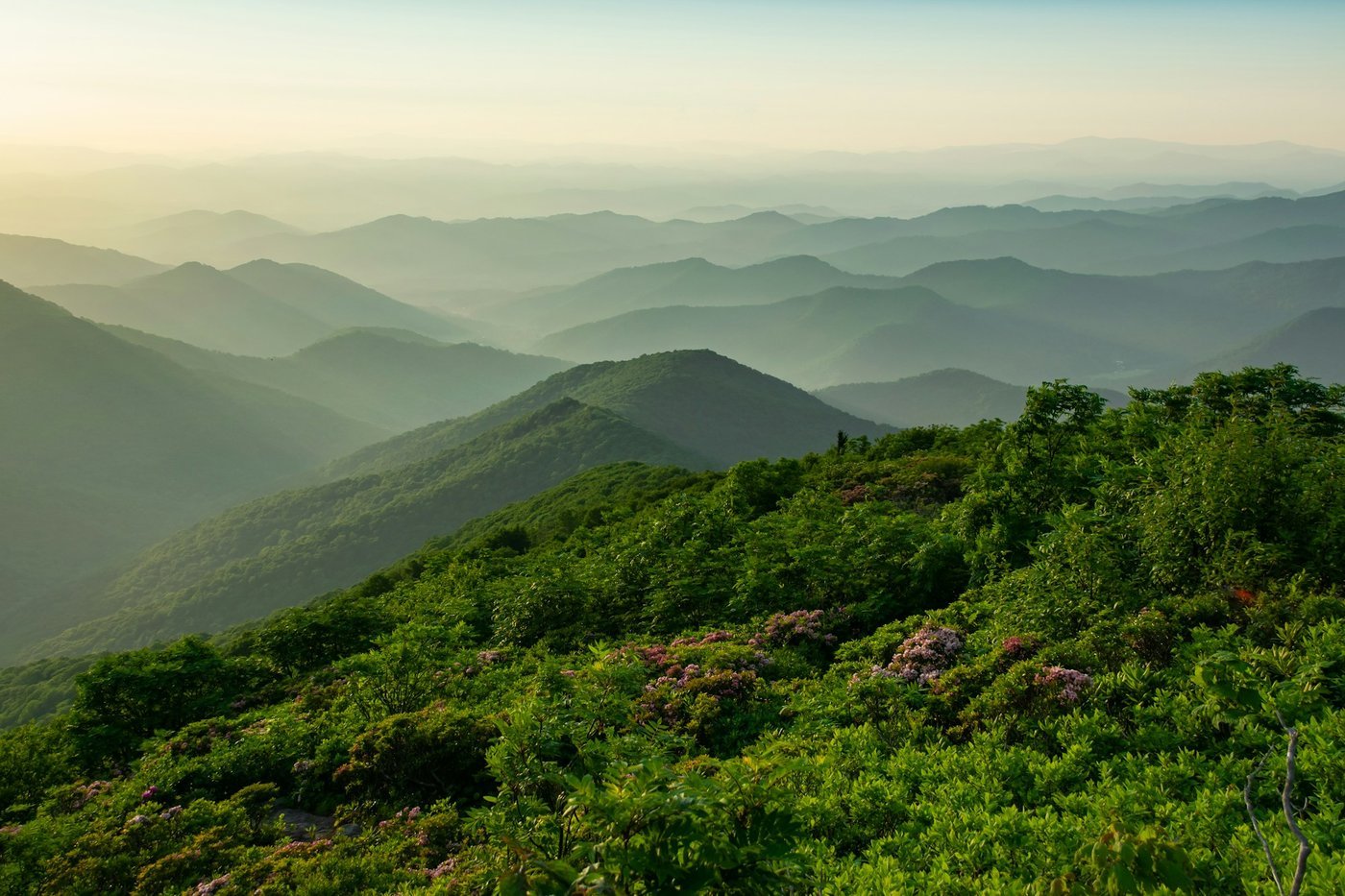 Layered misty Blue Ridge-style mountain ridges seen from a trail overlook with mountain laurel in the foreground.