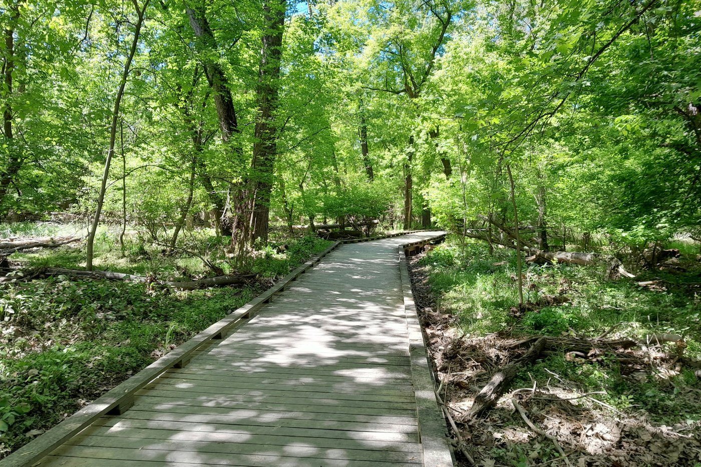 A wide, flat wooden boardwalk trail curving through bright green woods.