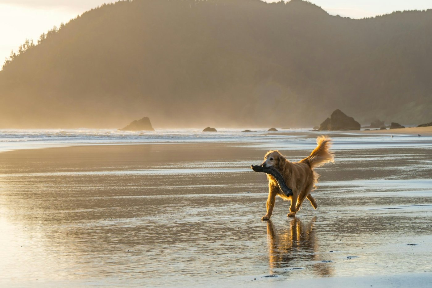 A golden retriever carrying a piece of driftwood along a wet sandy beach at sunset.