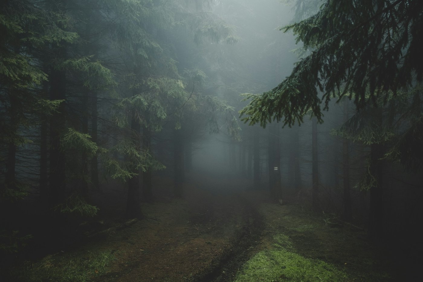 A dirt path winding into a dense, foggy evergreen forest (illustrative photo, not in Georgia).