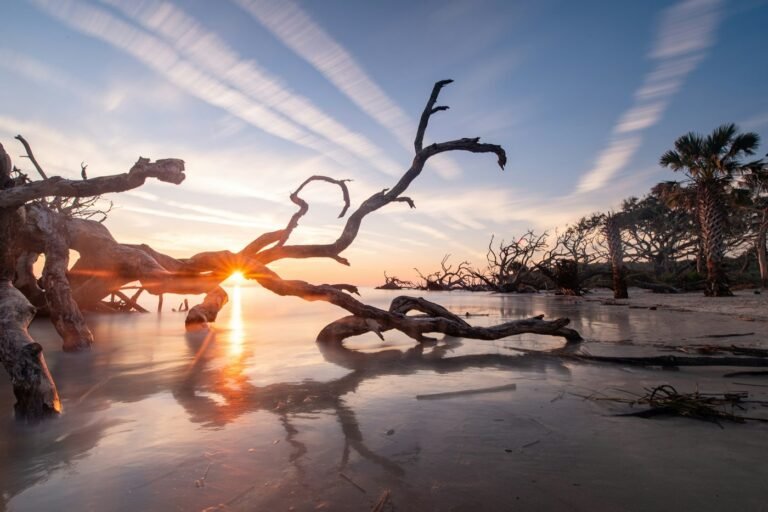The sun setting through bleached driftwood trees on a beach, with palms in the background.
