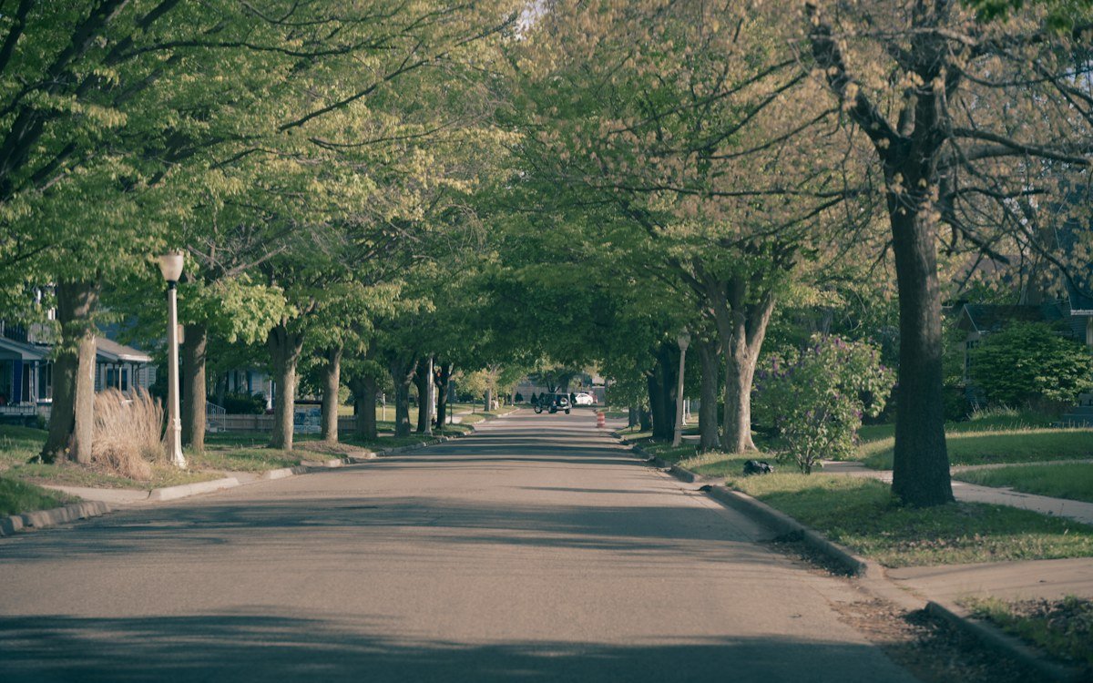 A quiet tree-lined residential street under a green canopy