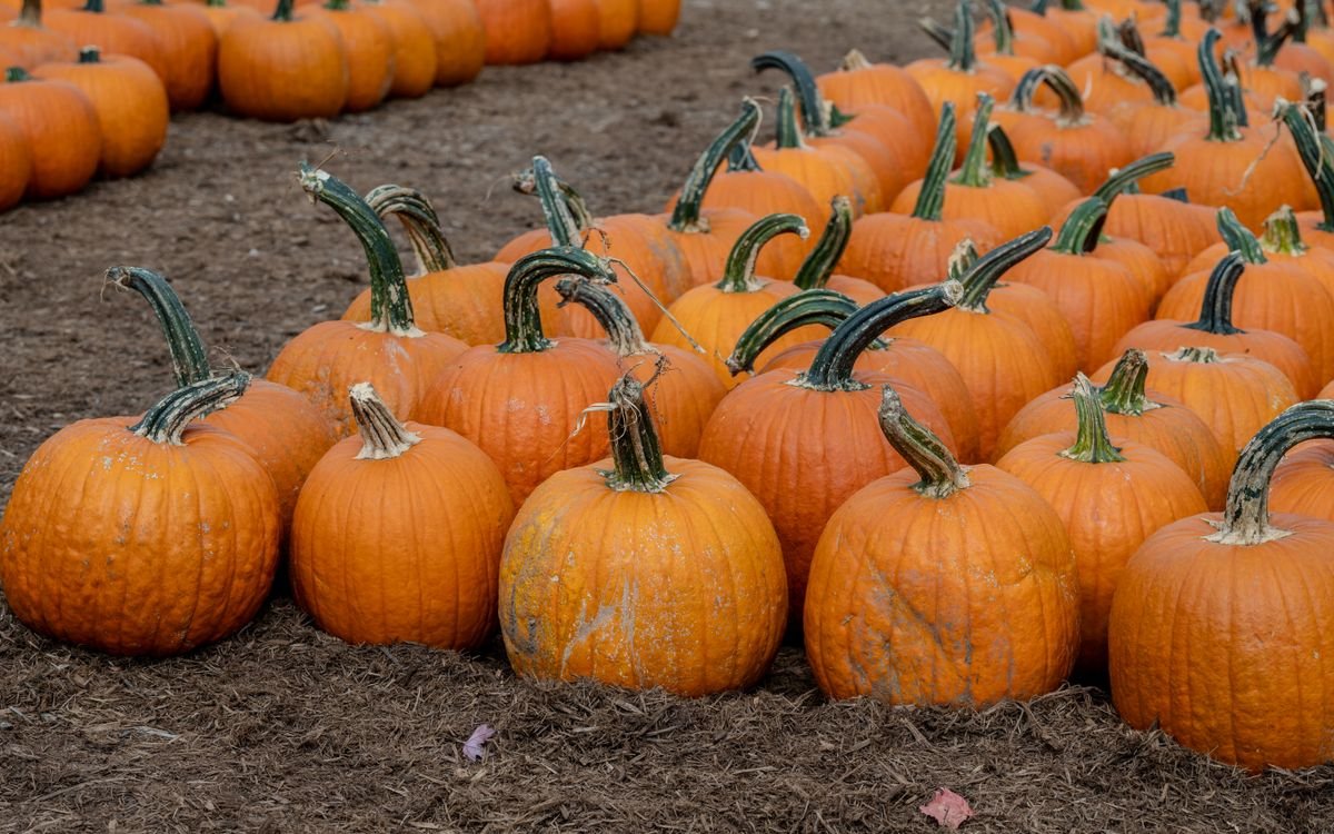 Rows of orange pumpkins in a pumpkin patch