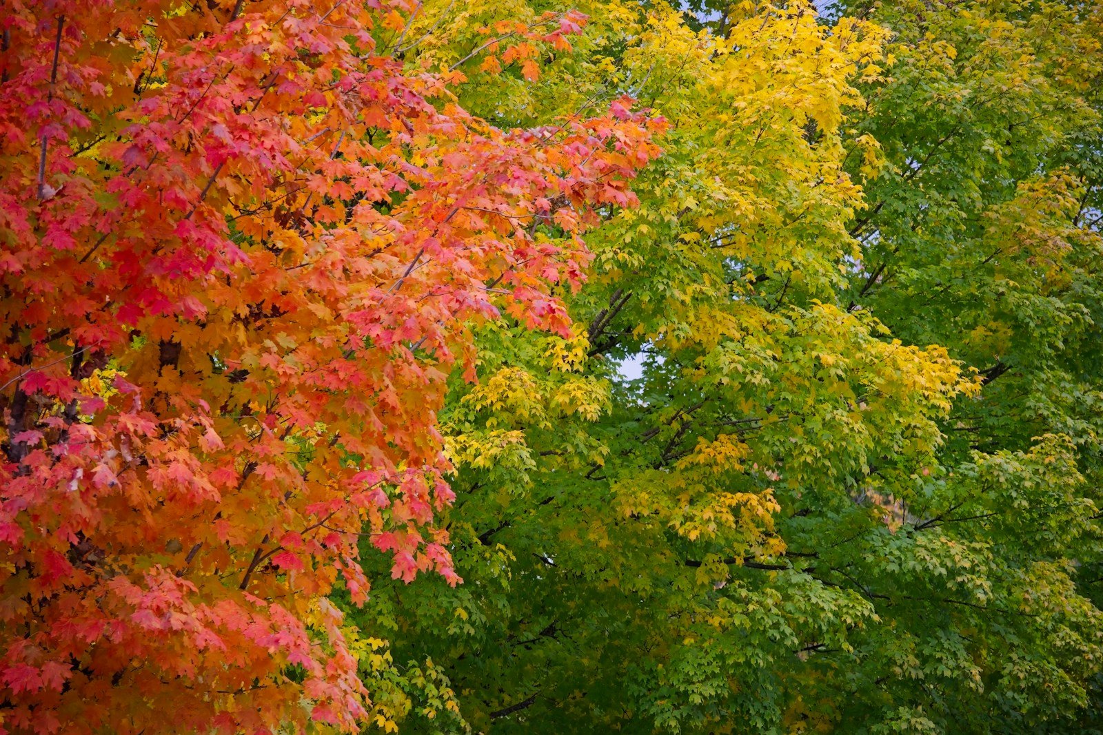 Red, orange and yellow autumn maple leaves in Georgia in November