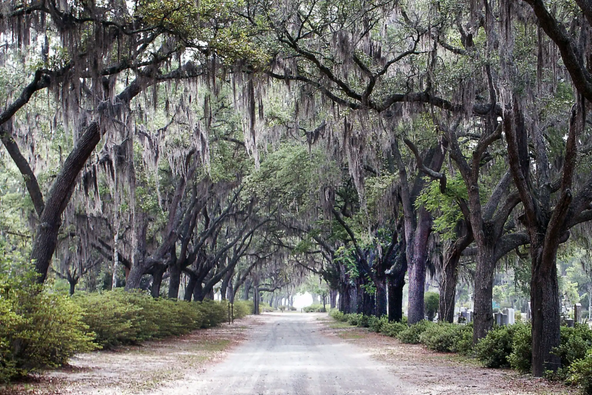 Live oaks hung with Spanish moss over a road at Bonaventure Cemetery in Savannah, Georgia