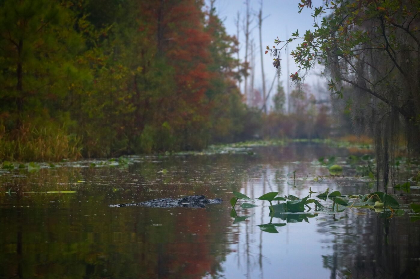 Alligator in the Okefenokee Swamp with cypress trees at Okefenokee State Park (photo: Alla Kemelmakher, Unsplash)