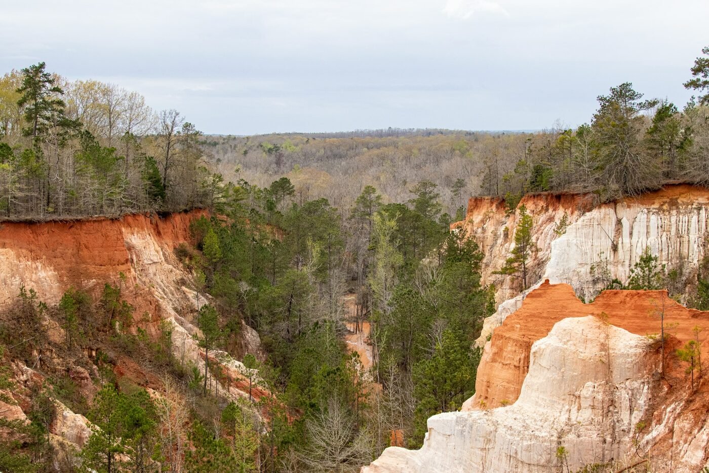 Red and white clay canyon walls with forest at Providence Canyon State Park in Georgia (photo: Robin Canfield, Unsplash)