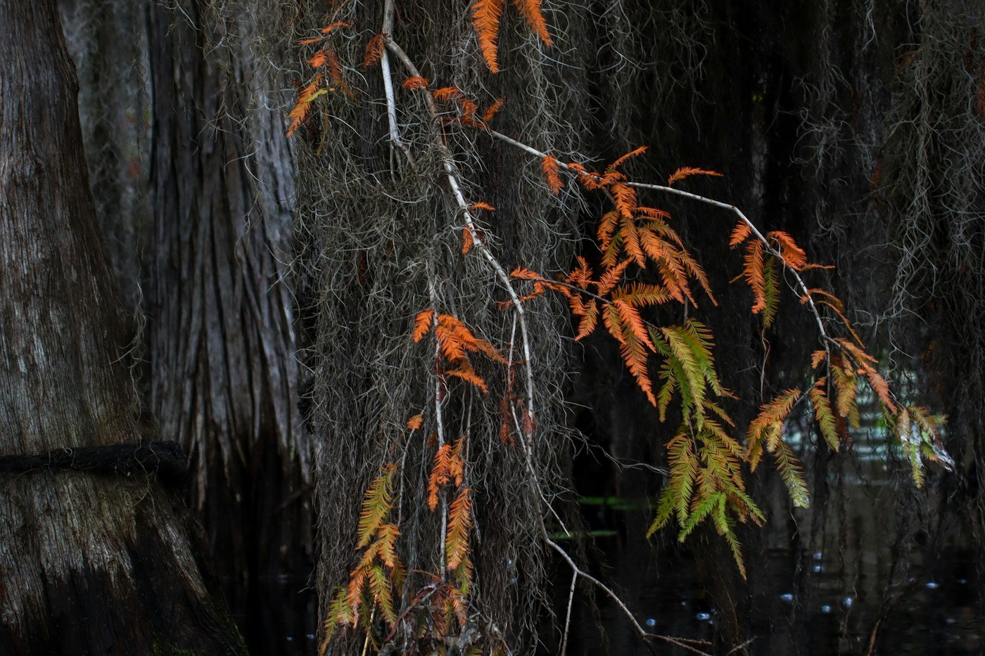 Cypress branches with autumn needles and Spanish moss hanging over dark water in the Okefenokee Swamp
