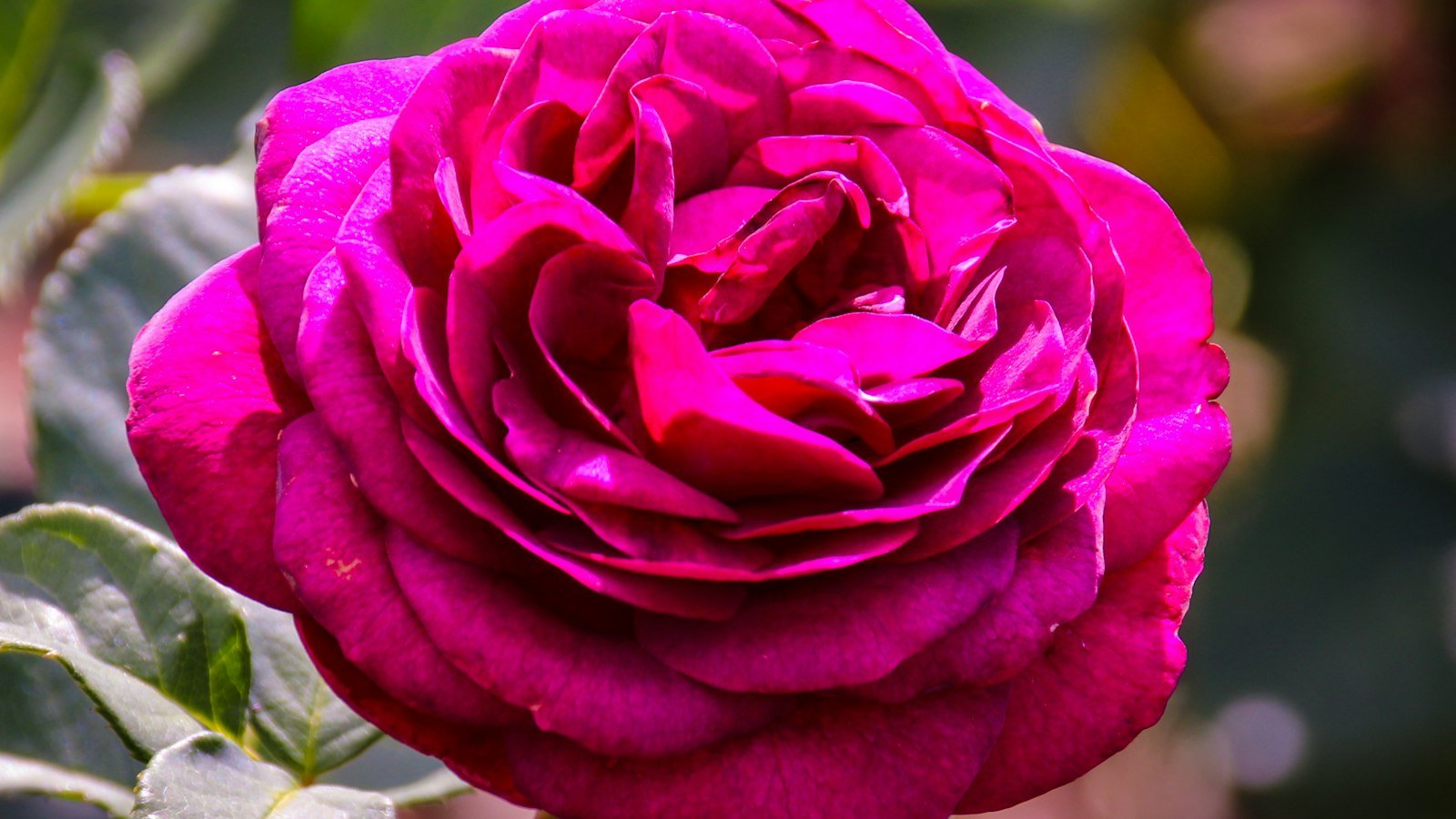 A pink rosebud in a garden in Thomasville, Georgia