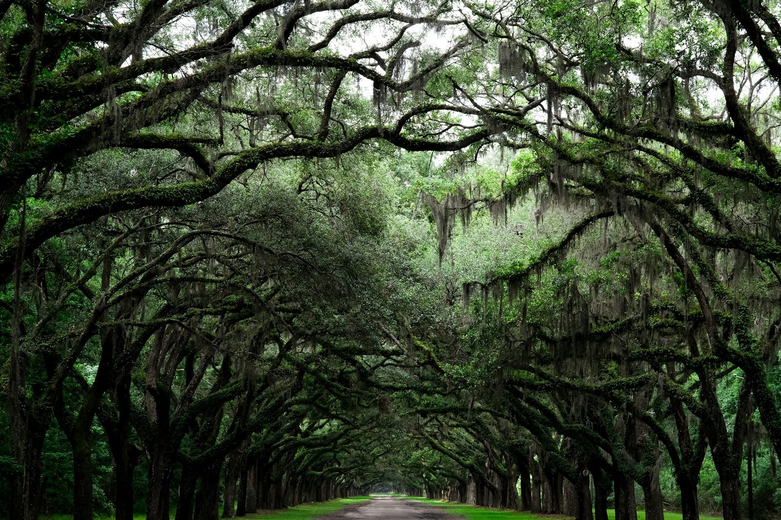 Tunnel of live oaks draped in Spanish moss along the avenue at Wormsloe State Historic Site near Savannah